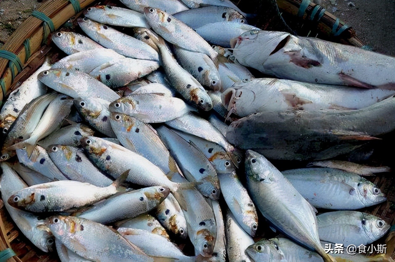 最好吃的100种鱼图片,好吃的六种鱼赶紧记下来