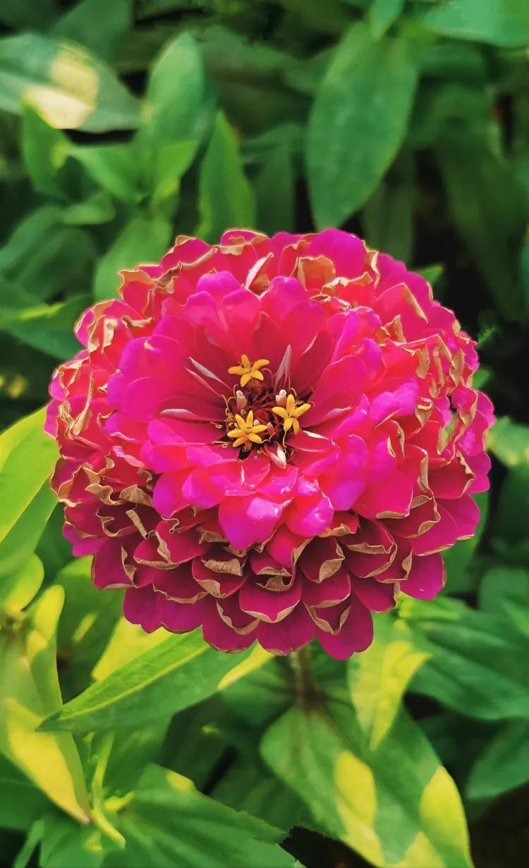 「红地毯佳作」在铁吊桥上