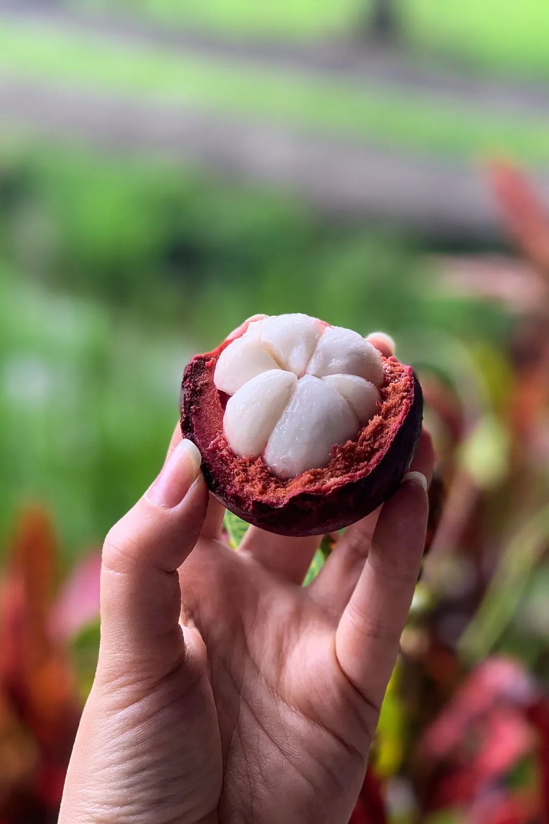 我国四大地理区域水果,中国什么地方热带水果多