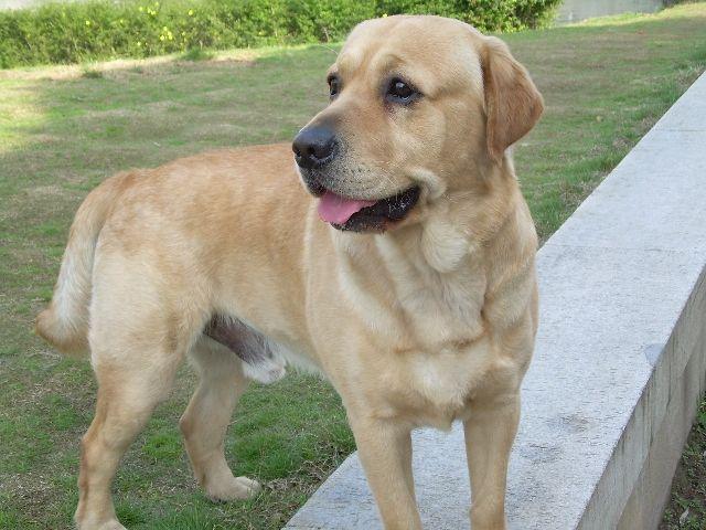 拉布拉多优缺点大全,拉布拉多的优点和缺点真实版