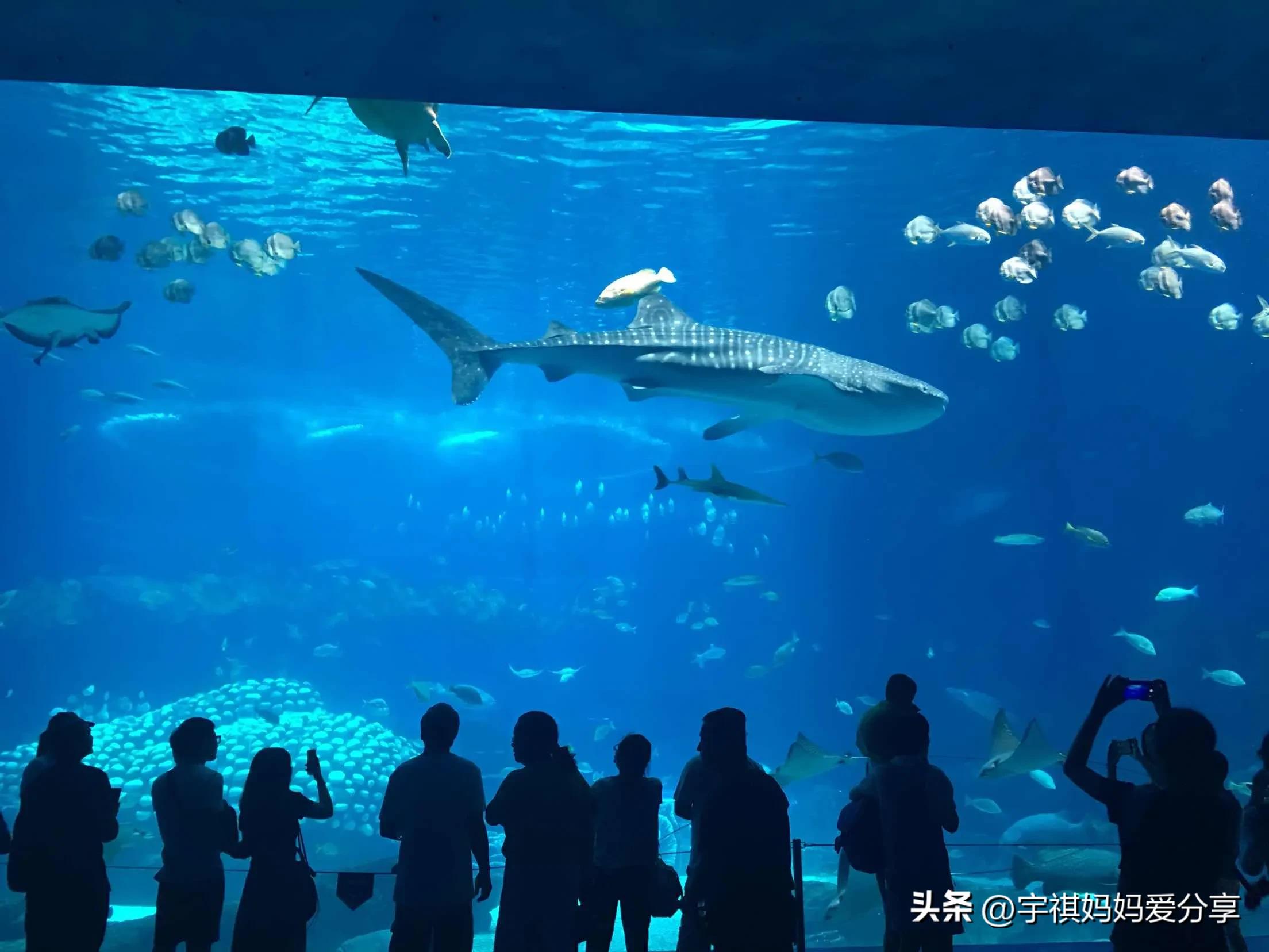 珠海长隆海洋王国哪个地方最好玩,珠海长隆海洋王国里面有什么好玩