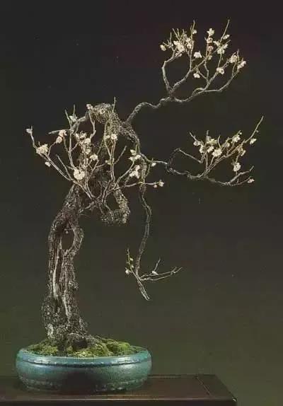 梅花老桩盆景,梅花盆景制作