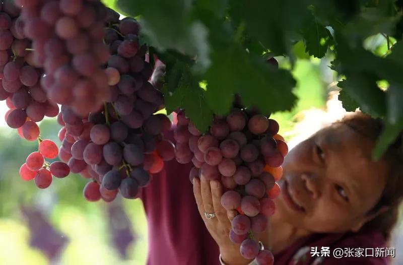 河北涿鹿葡萄种植,河北怀来葡萄种植基地