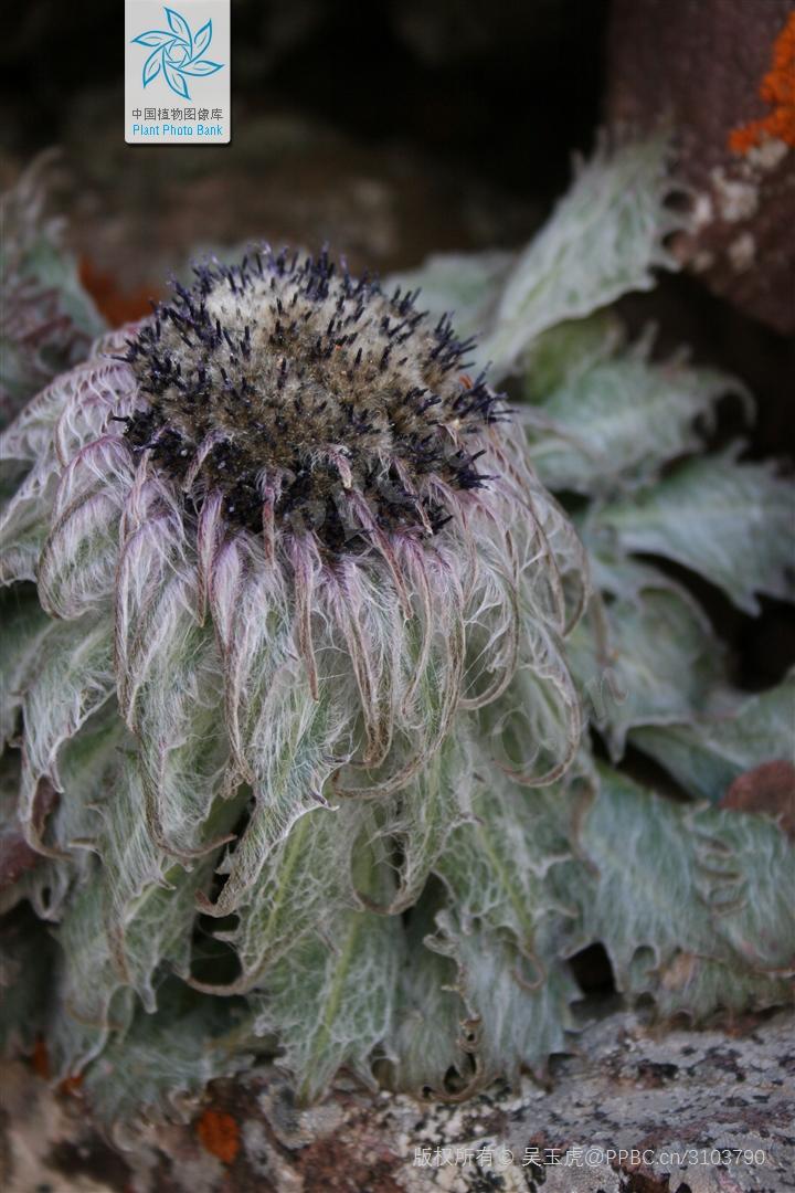 Nice兔meetyou,“属兔”的植物你知道多少?