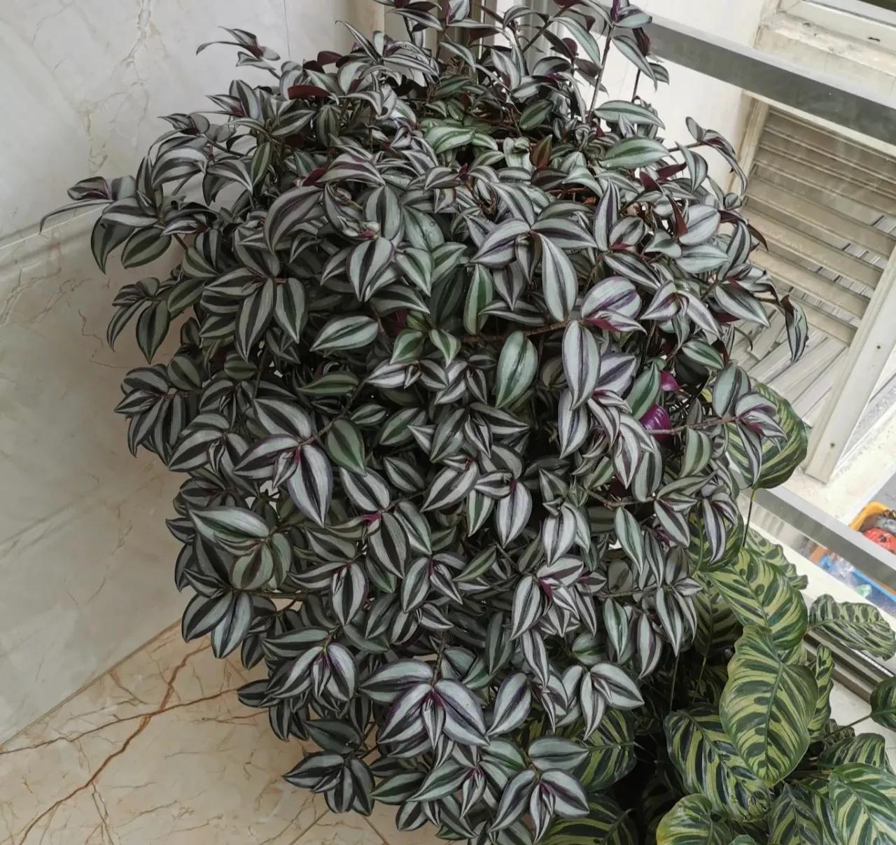 吸甲醛排行榜前十名的十种花,吸客厅甲醛最好的10种花