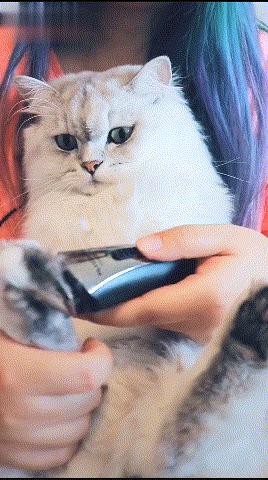 金吉拉是什么猫培育出来的呢,金吉拉容易和哪种猫容易弄混