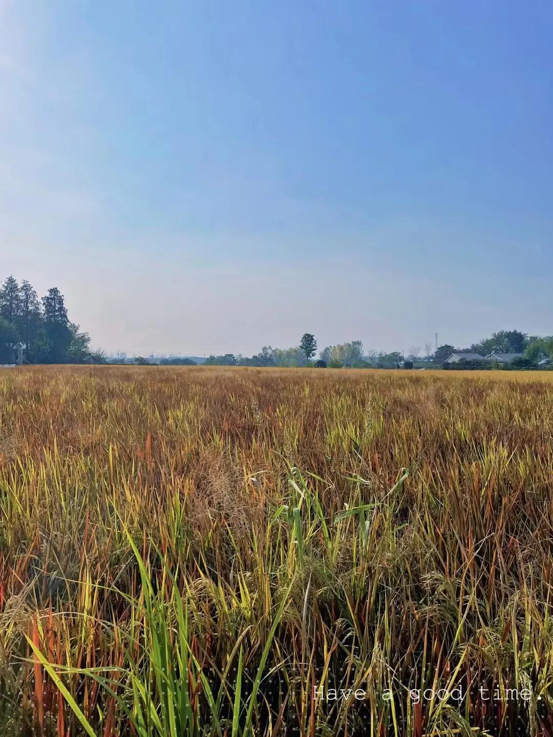 合肥蜀山小岭南可以开车上去吗,端午来蜀山小岭南饱览乡村风景