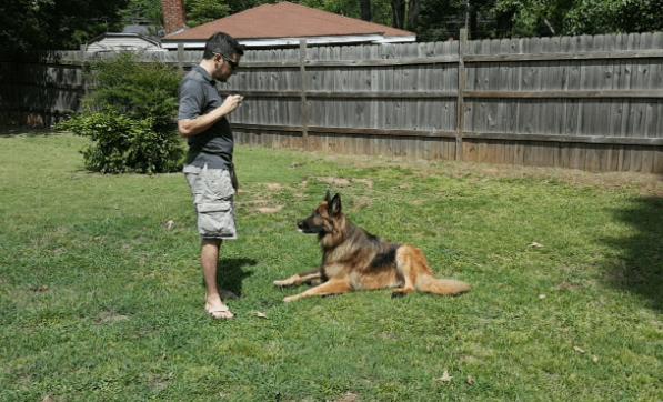 想让狗能听懂你的话怎么办,想让狗狗听人话