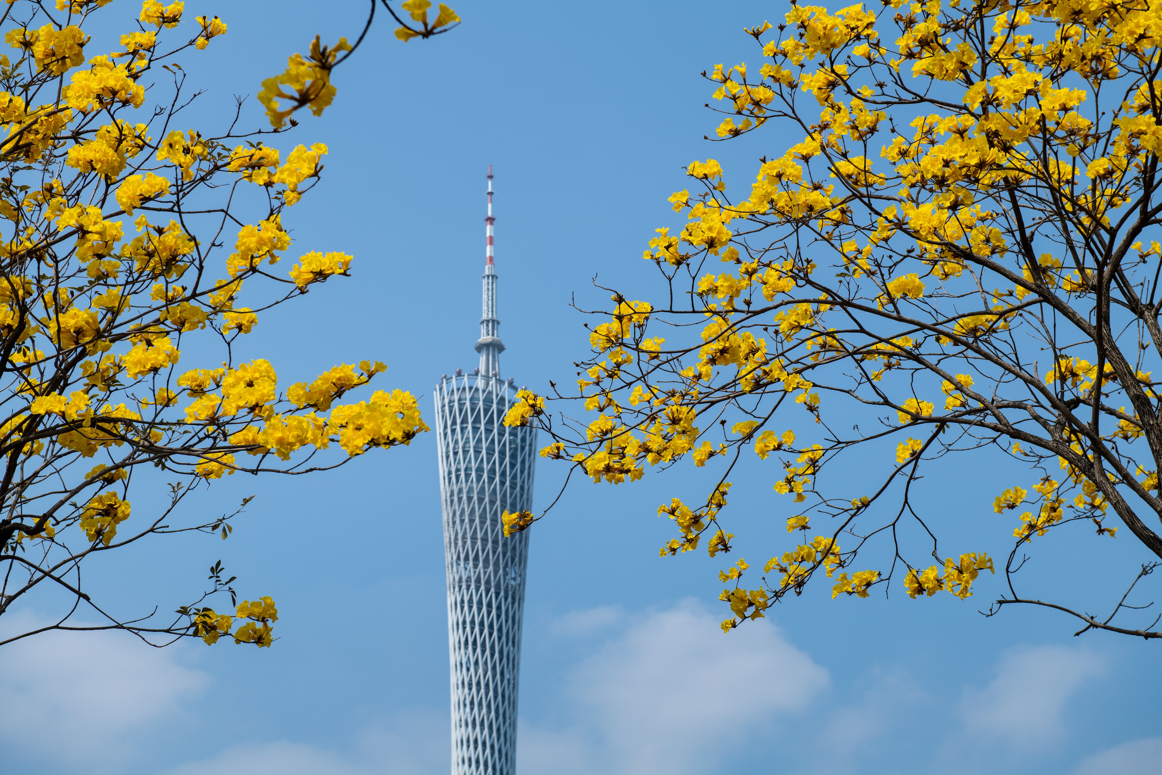 花城春天里,花城春天荷花