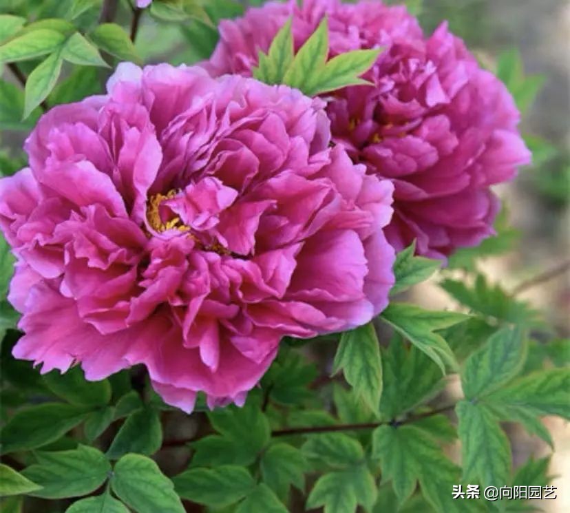 牡丹栽上第二年不开花,牡丹开花期和牡丹花期