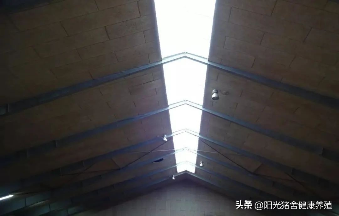 家庭农场养猪怎么样赚钱,农村养殖场养猪怎么赚钱