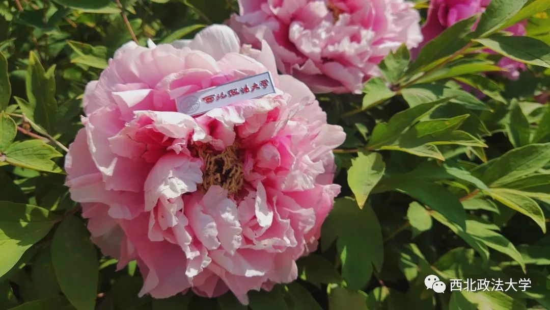 西法大到底是什么,西法大是什么意思网络用语