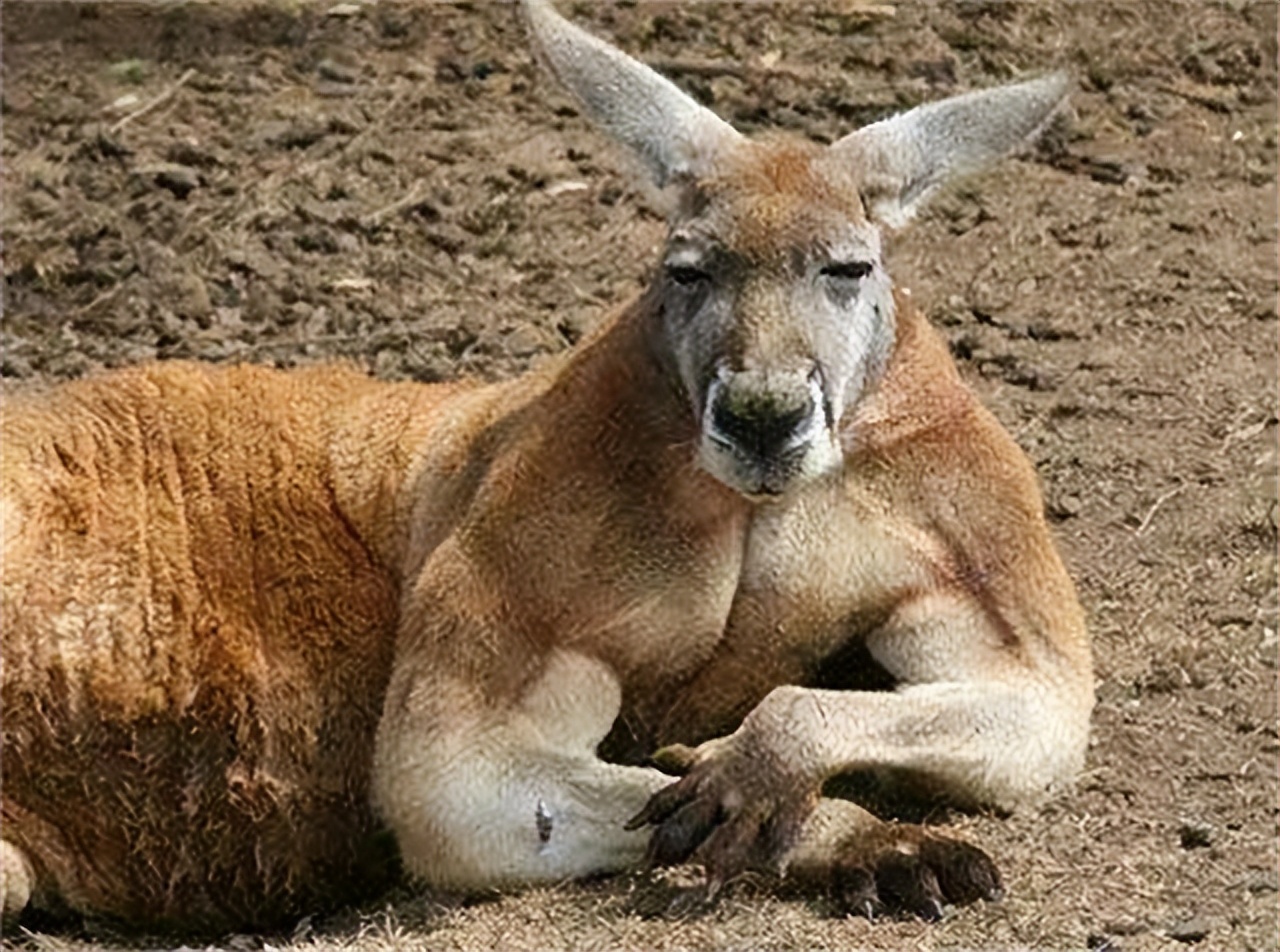 澳大利亚袋鼠泛滥当地人吃袋鼠,澳大利亚有5000万只袋鼠
