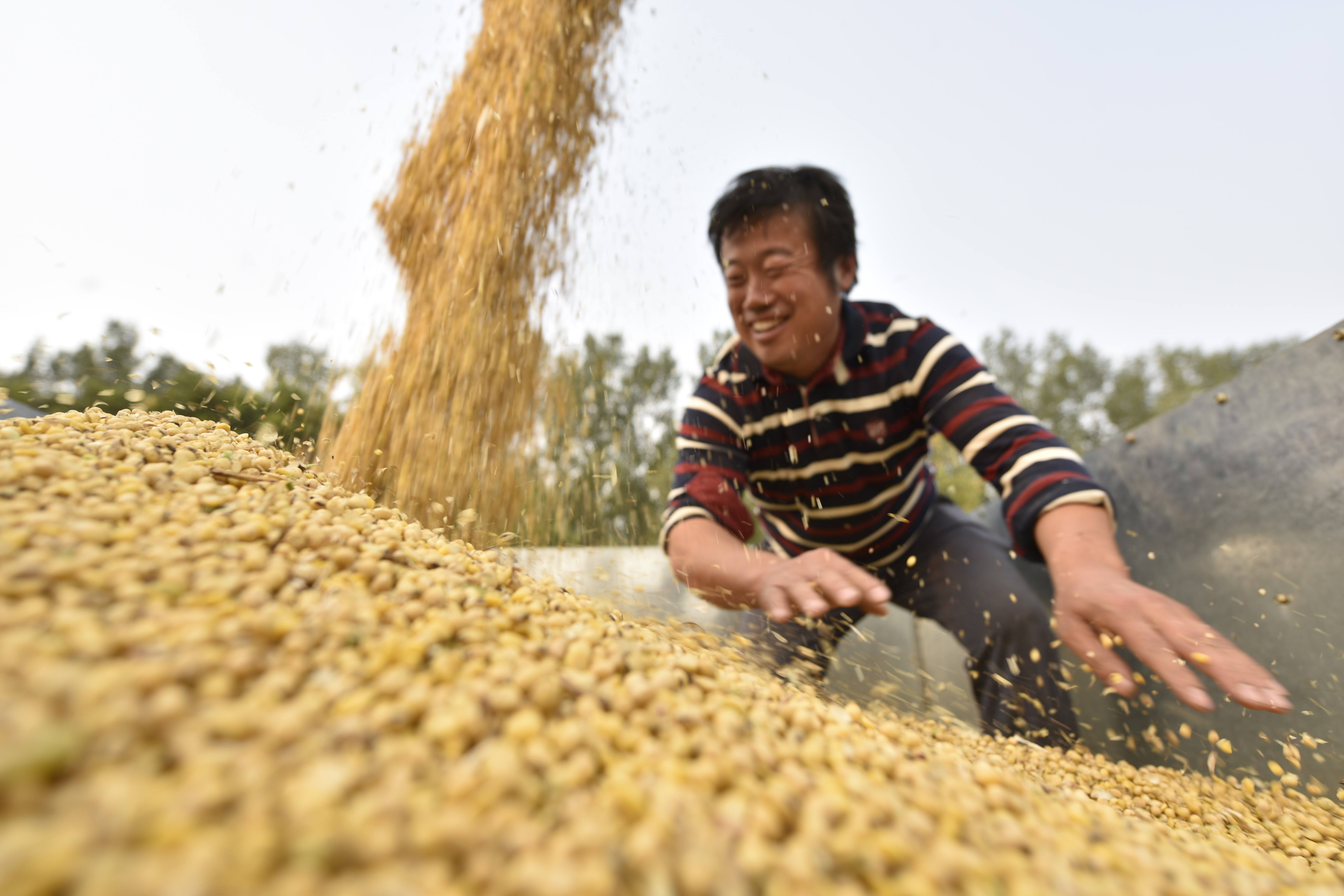 豆粕价格下跌对养殖企业影响,大豆下跌能抄底不