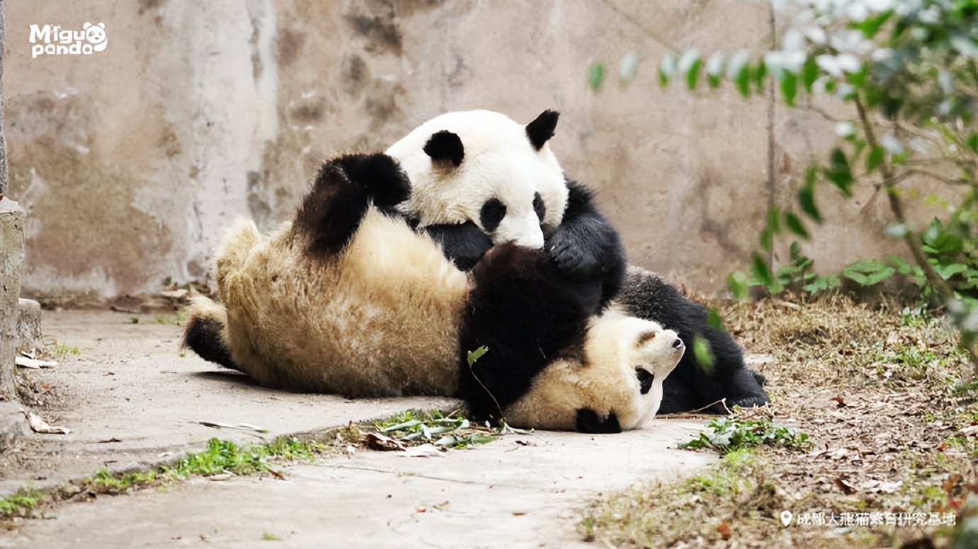 花花：接住谭爷爷给的小苹果，仿佛接住了整个世界。