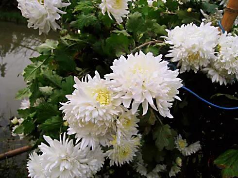 冷冬寒菊,冬菊与夏菊的区别