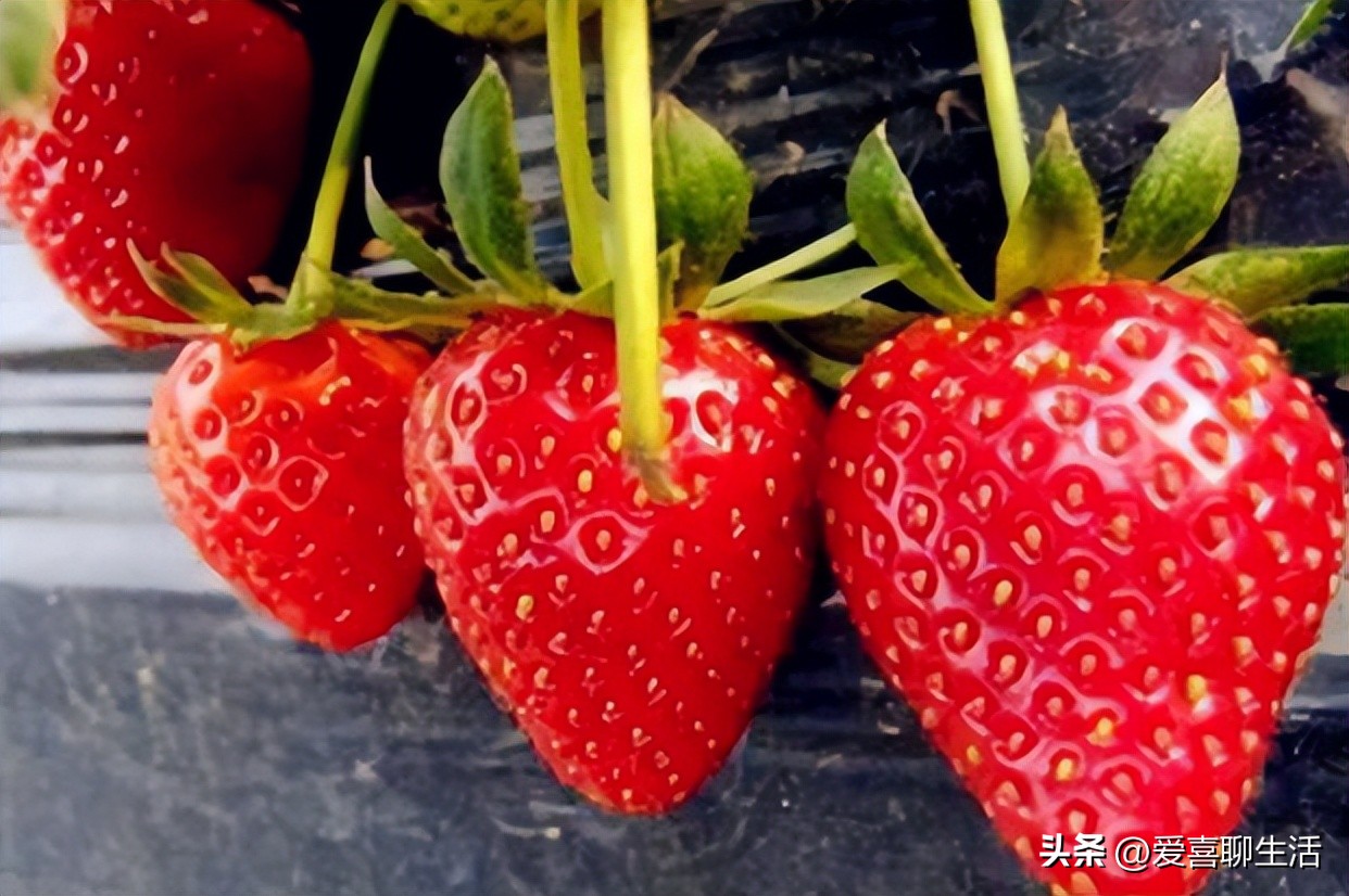 补叶酸多吃这几种水果,春吃春菜保健康五种美味不能少