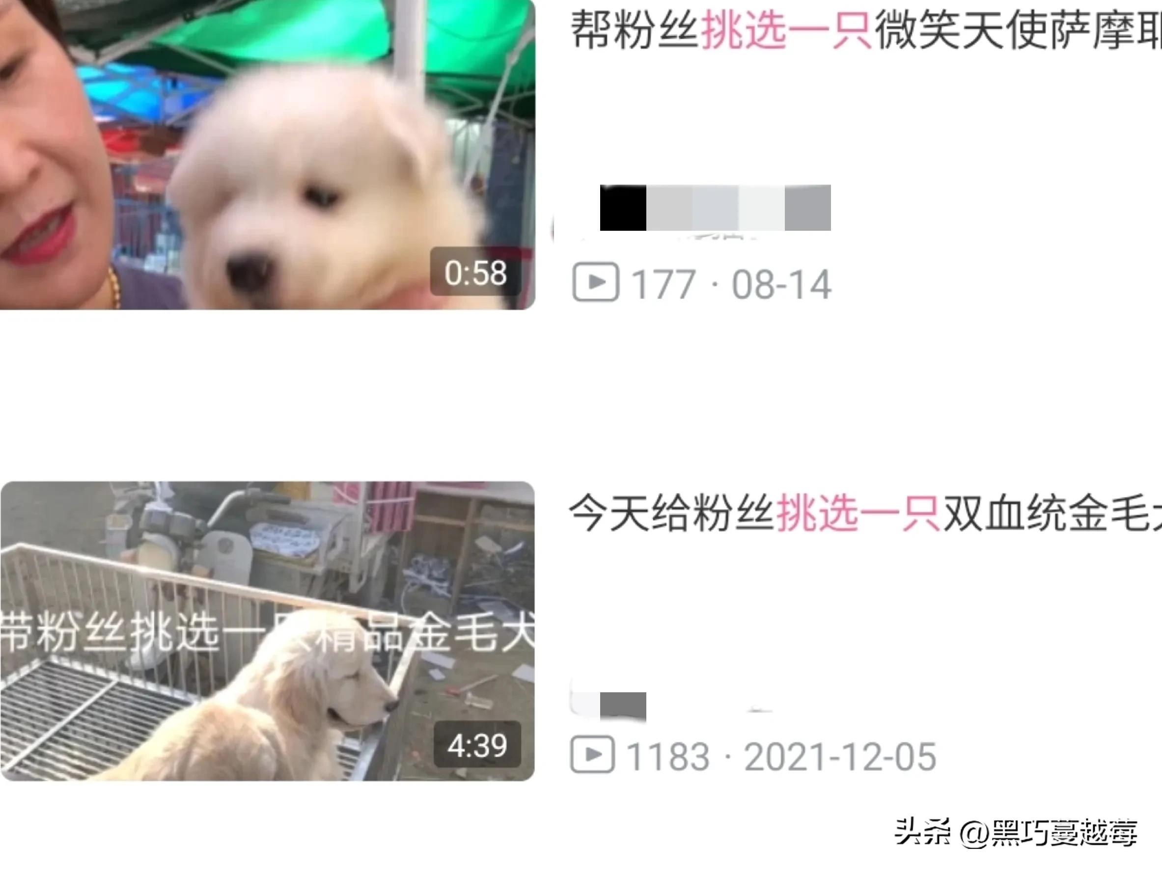 披星戴月来见你——网购宠物的千层套路