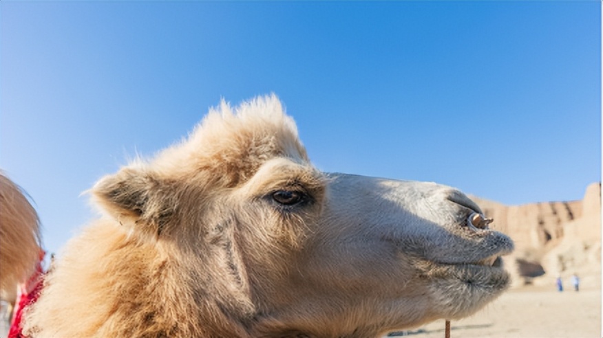 助睡眠的菜谱大全集,春季有助于改善睡眠的食物推荐