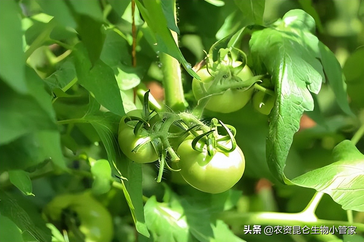 番茄溃疡病怎么治疗？种植番茄如何降低溃疡病的发生率