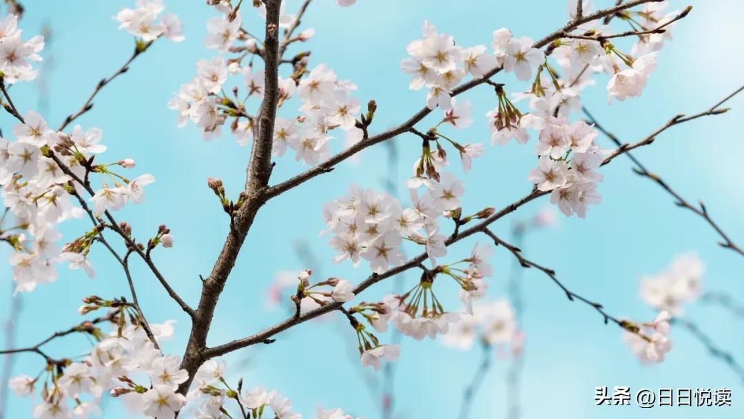 湖北荆州：石首“繁花”上大分↑即将刷爆朋友圈！