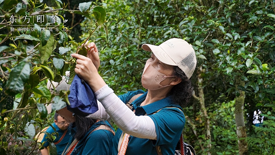 茶山体验之旅,茶山体验活动