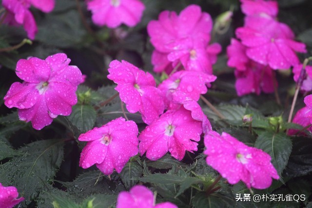 凤仙花种子,凤仙花怎么养