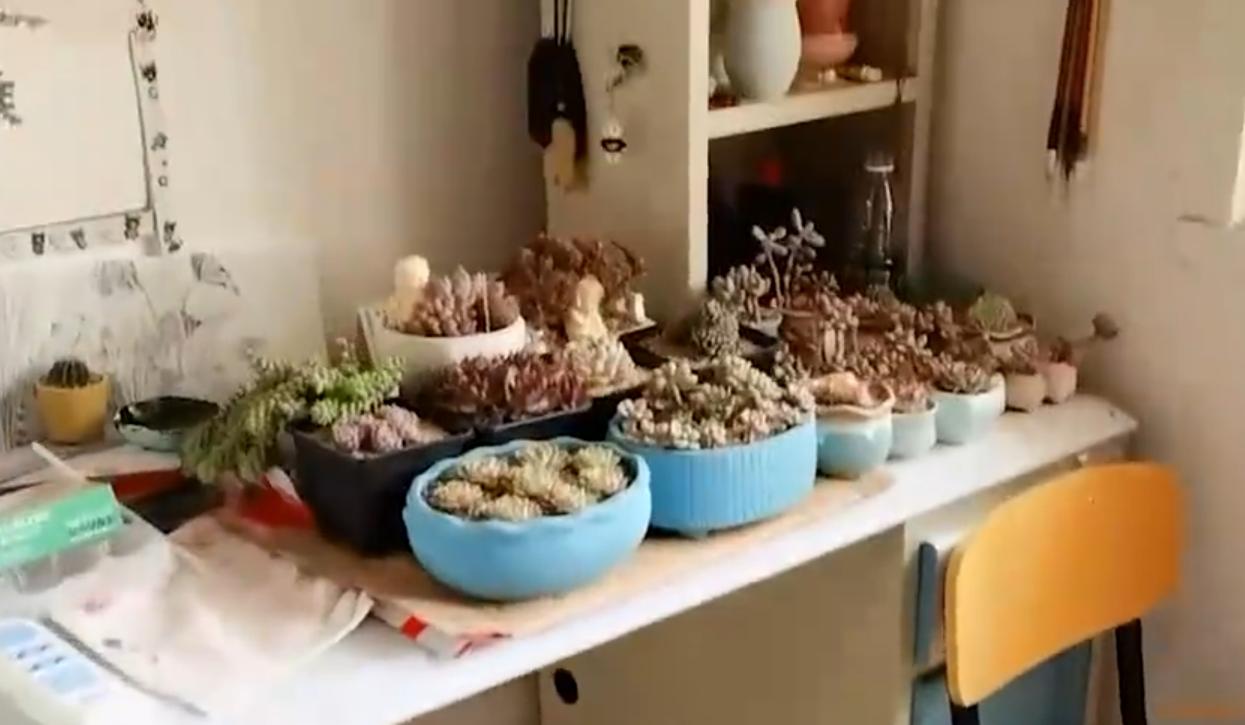 大学宿舍养多肉,大学生在宿舍养多肉