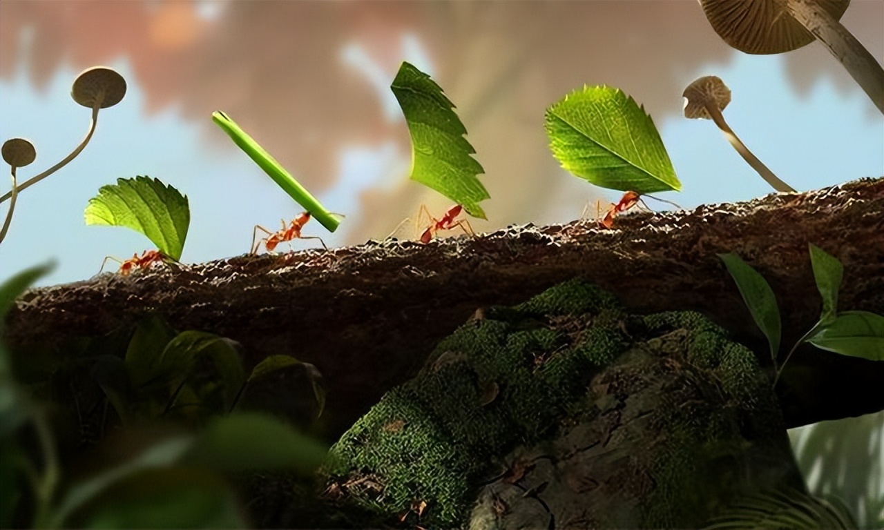 靠“种植”供养百万蚁族，天生长有金属牙齿，切叶蚁有多神奇？