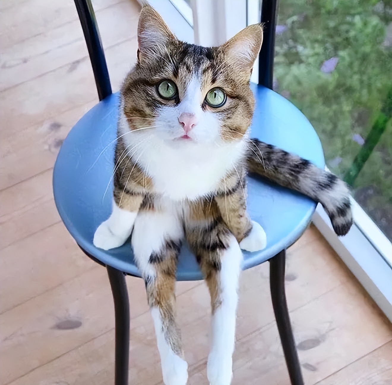 当猫咪过上人一样的生活,当猫和人一样生活