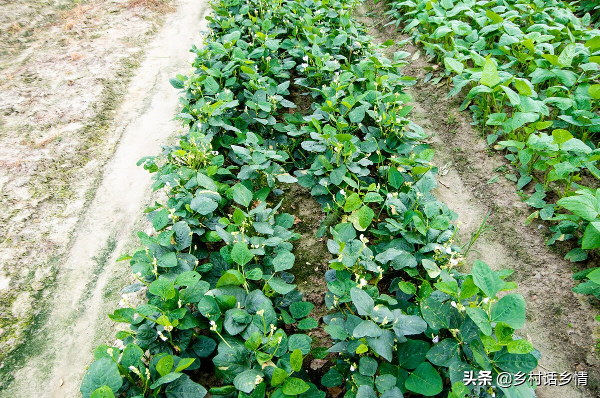 种什么蔬菜防病虫害,水培蔬菜种植如何解决虫害