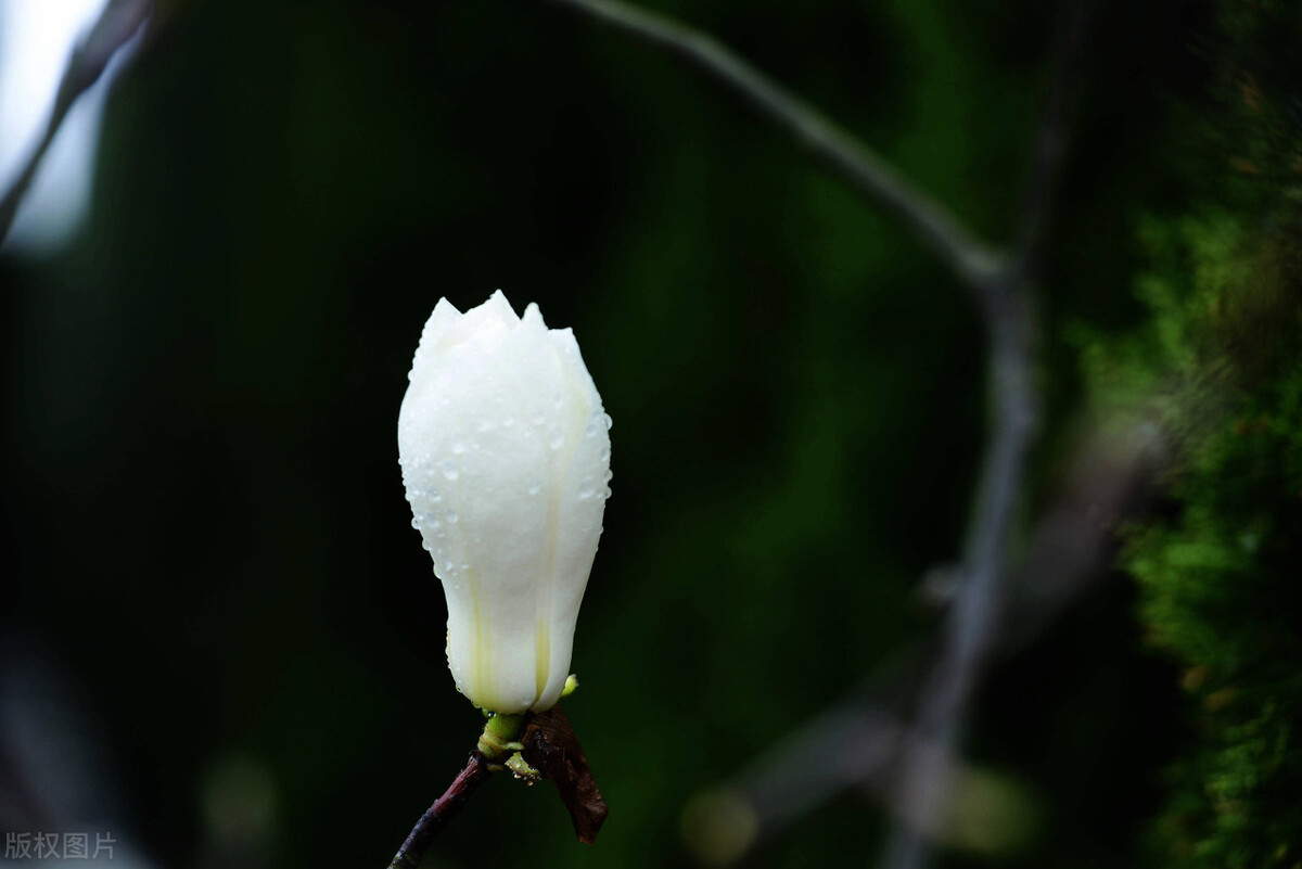 痛惜！叶茂中54岁早逝：最伤亲人的事，就是你拿钱换命