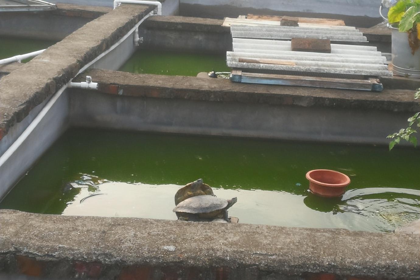 教你自己制作养龟池,自制龟池永久水循环