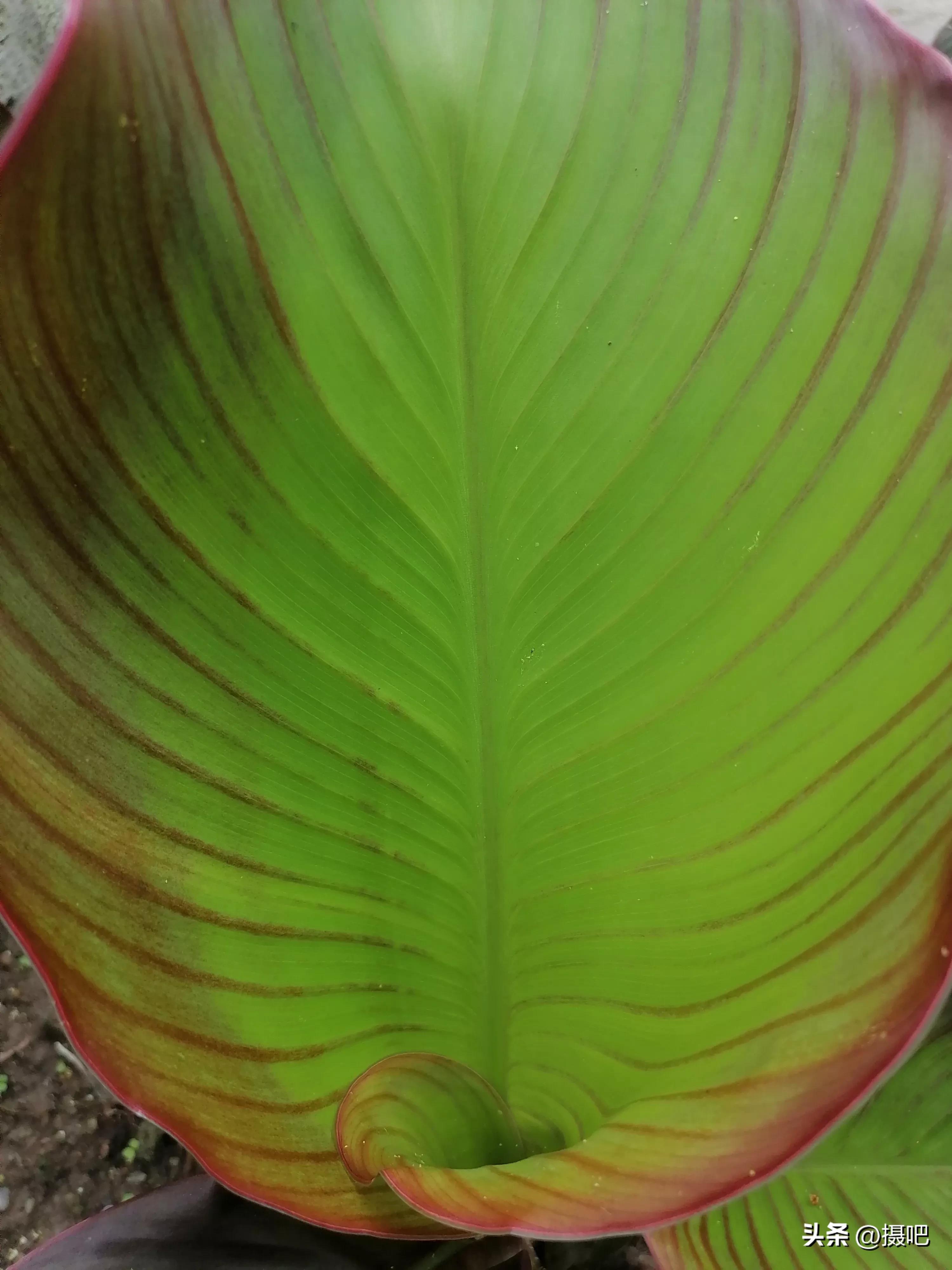 特大新鲜粽叶,大粽叶长在什么地方