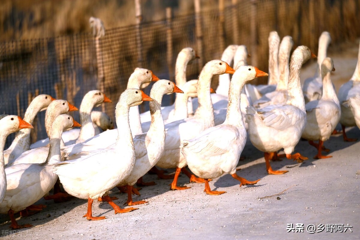 2023年最新养殖项目,2023年养殖螺蛳有前途吗