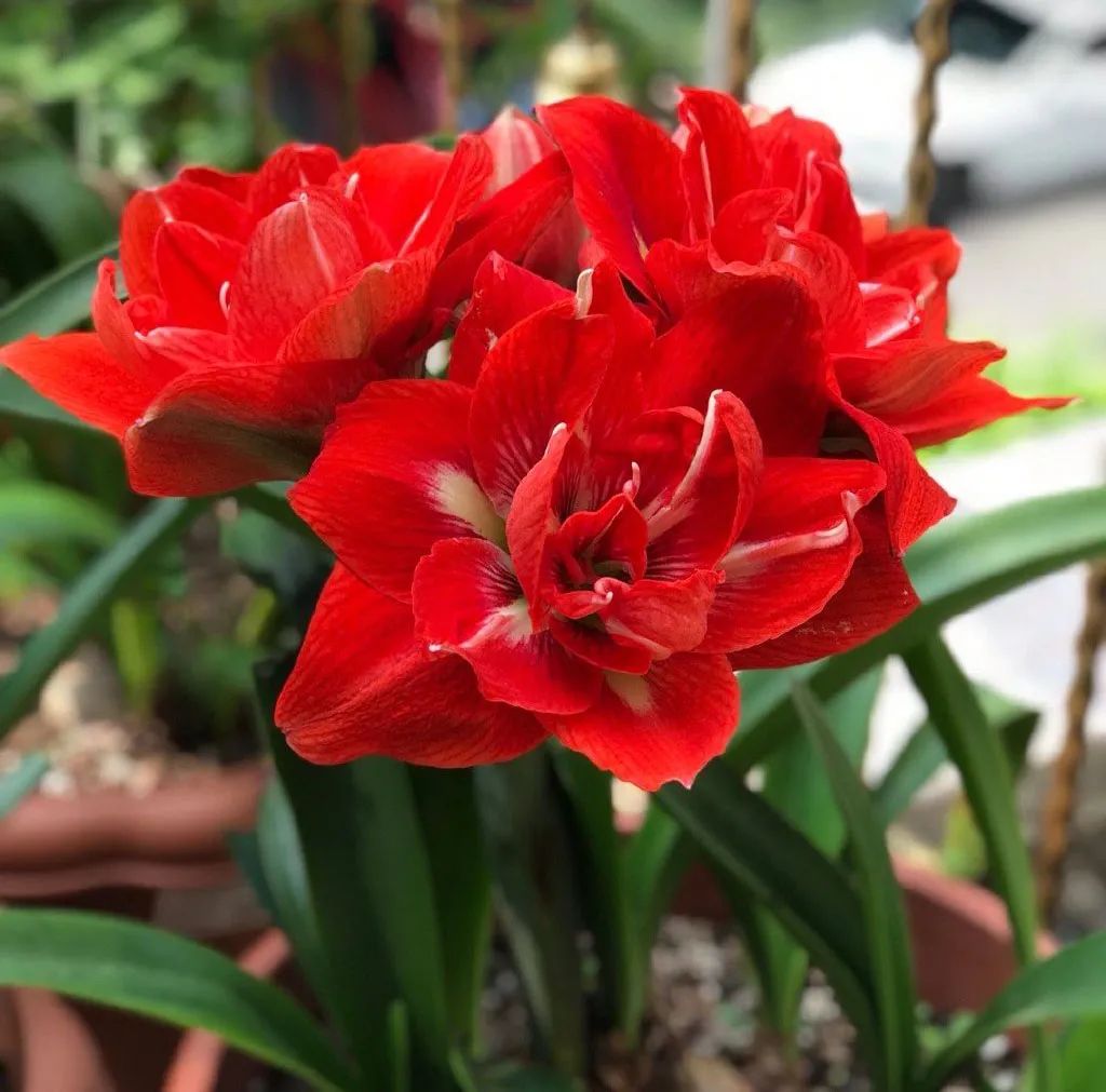 一年四季家庭种花播种时间表,南方一年四季蔬菜播种时间表