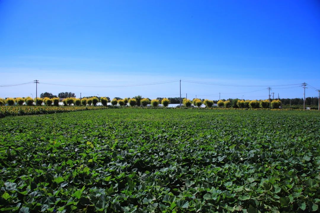 北京周边的向日葵花海,顺义向日葵花海