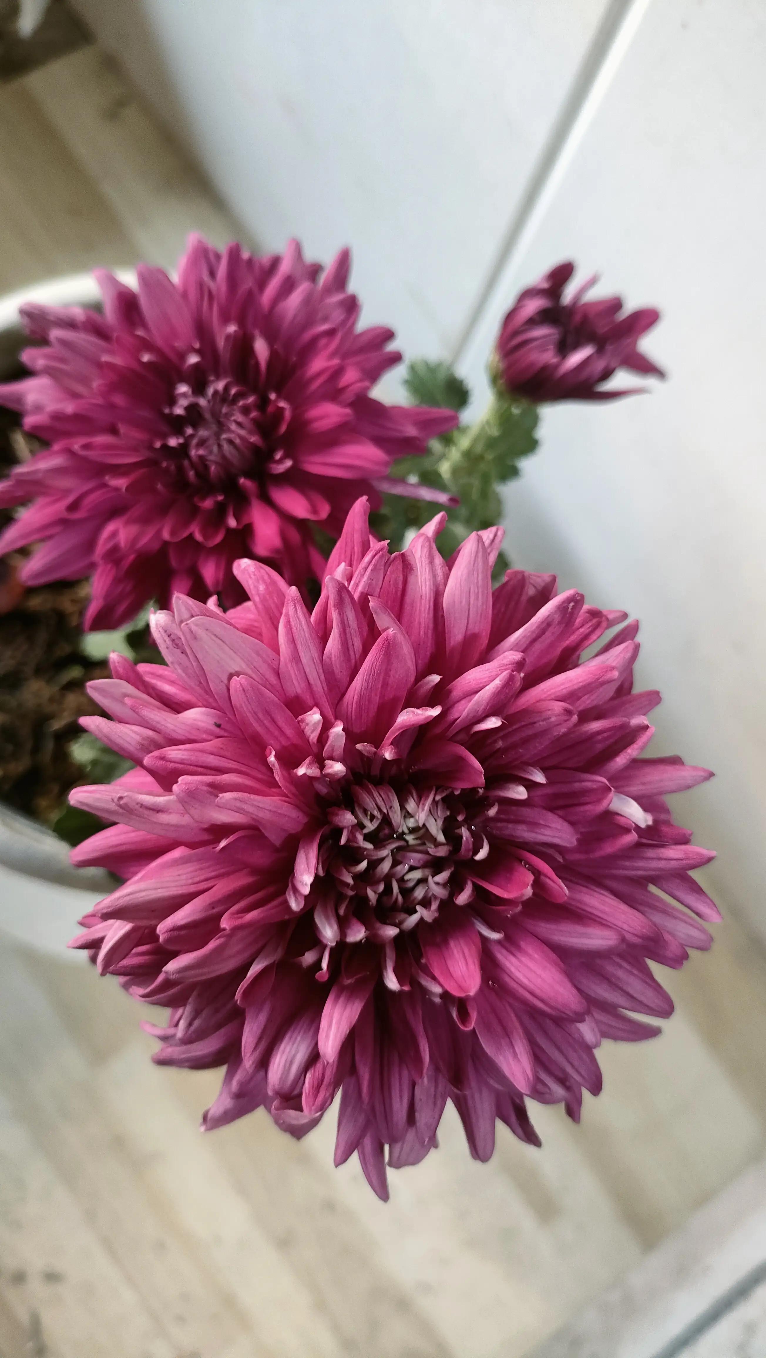 菊花几种主要病害的防治方法