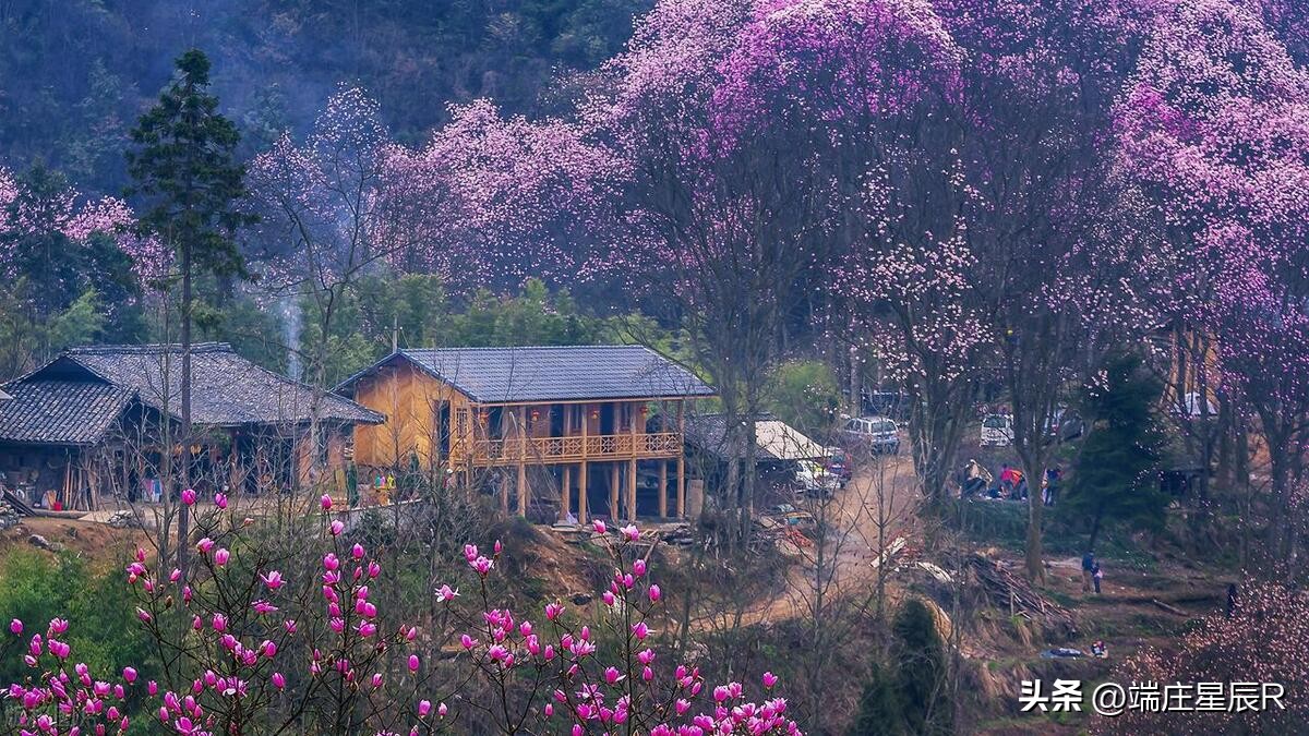 辛夷花开花结果图片,辛夷花是什么科的植物