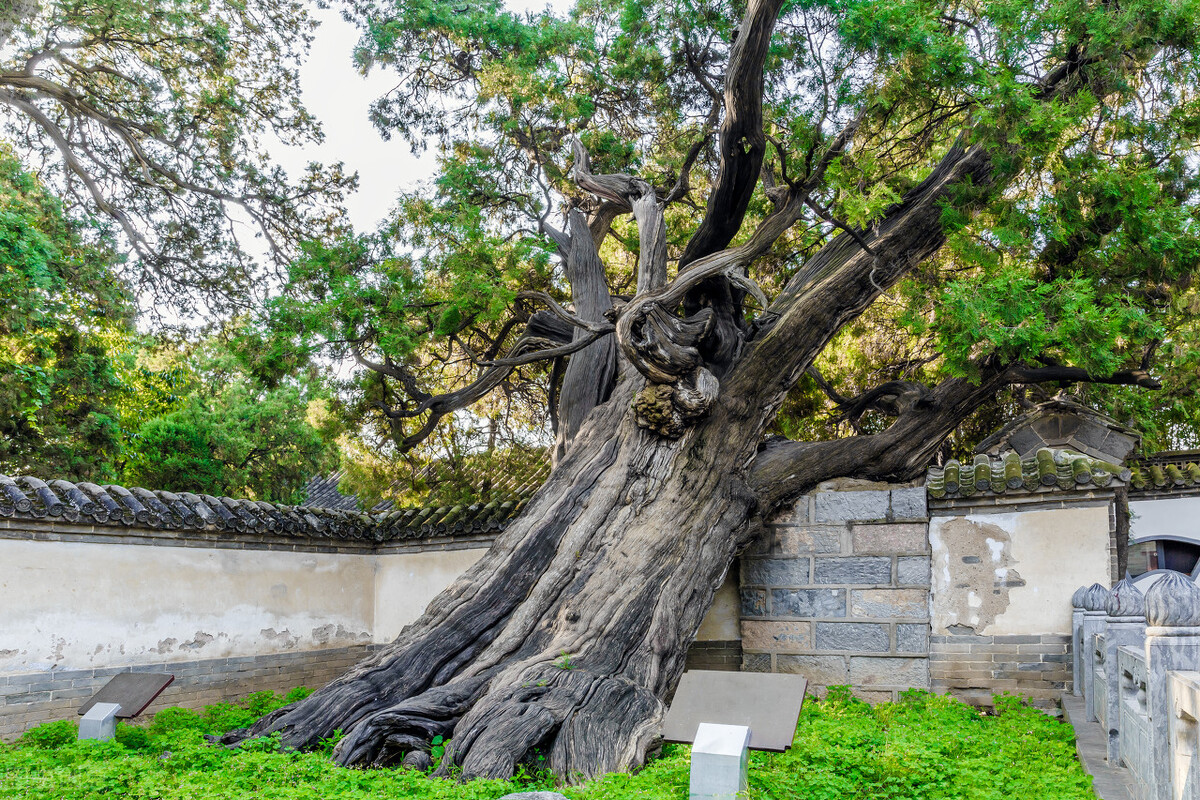 河南的代表物品都有哪些,河南最有代表性的物品