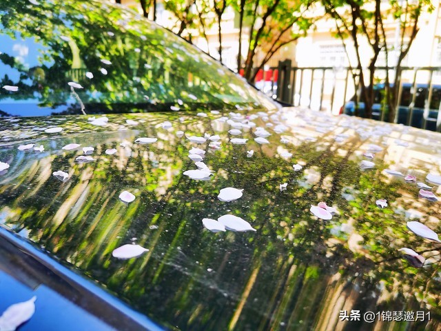 落英缤纷草书欣赏,落英缤纷美句简短