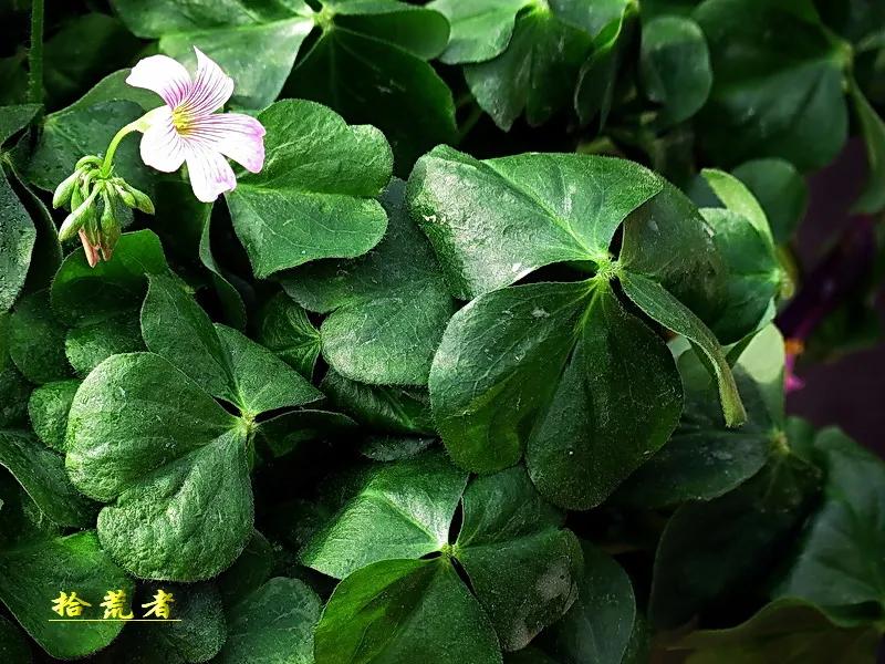 酢浆草黄色大花,类似酢浆草的野花叫什么