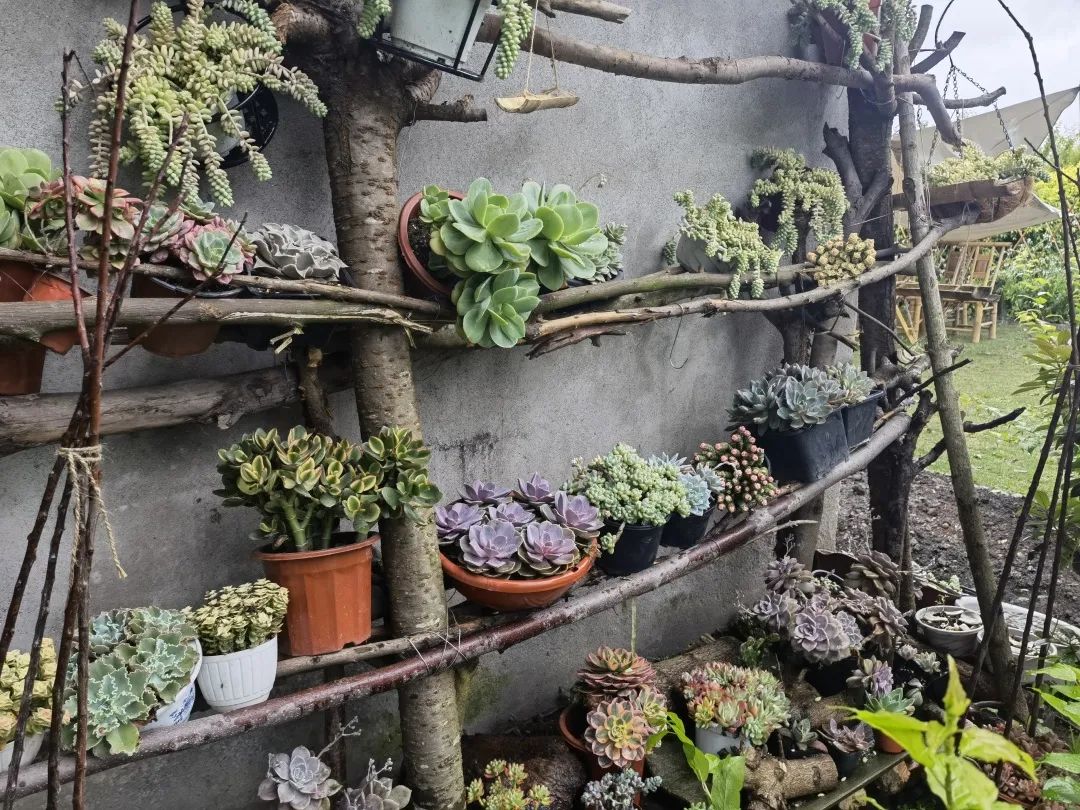 闲置猪圈变身小清新茶舍，3位80后妈妈在郫都打造向往的田园生活