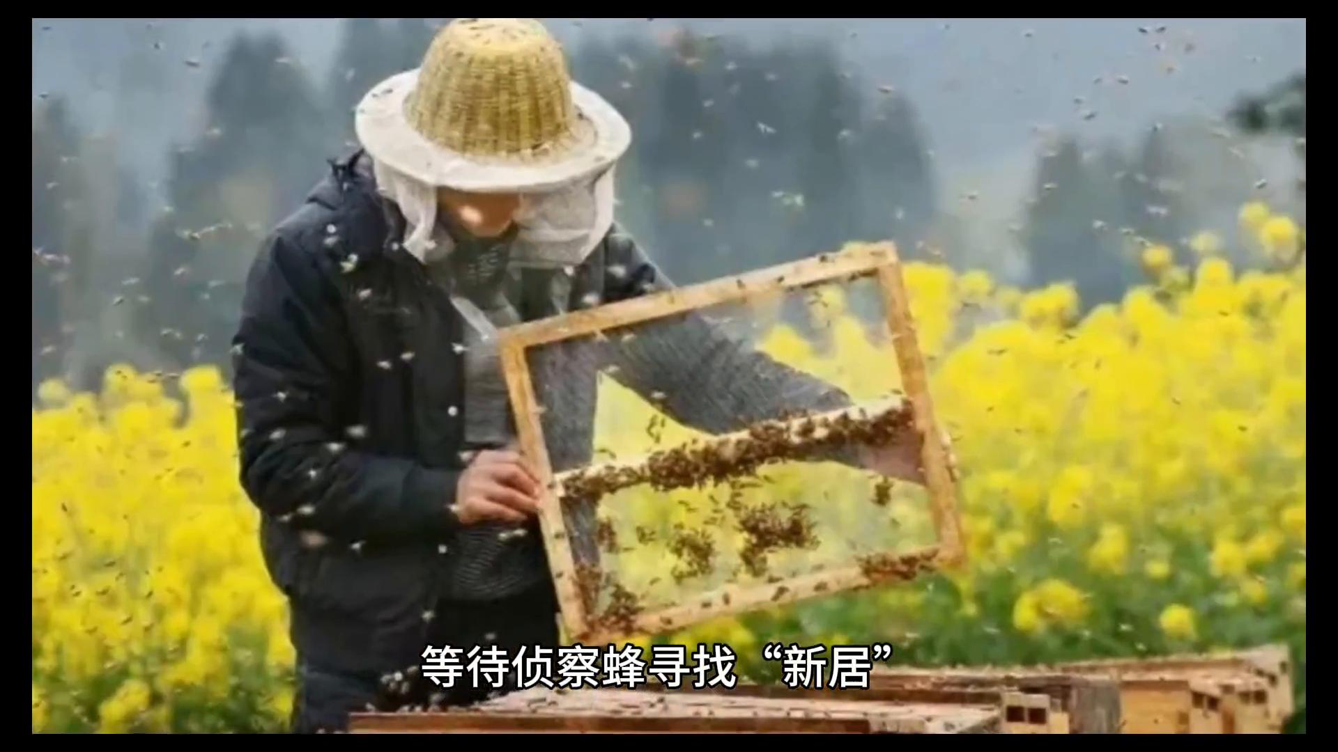 蜜蜂养殖技术什么是分蜂热,蜜蜂养殖技术分蜂后的管理