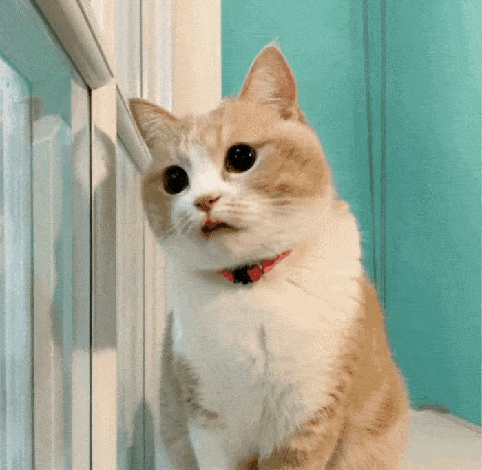 猫咪卖萌是什么心理,猫咪卖萌为什么会瞳孔变大