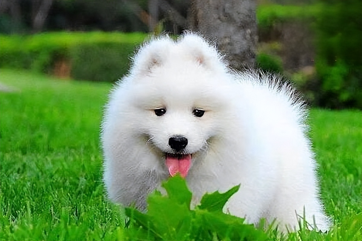 普安特驱虫药狗狗吃了呕吐,狗狗晕车吐了之后一直不吃饭