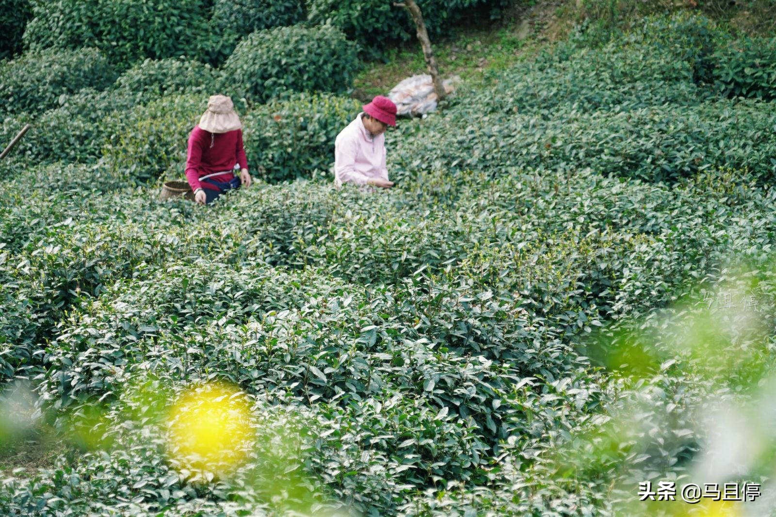 杭州五月最佳旅行地清单,四月西湖旅游攻略