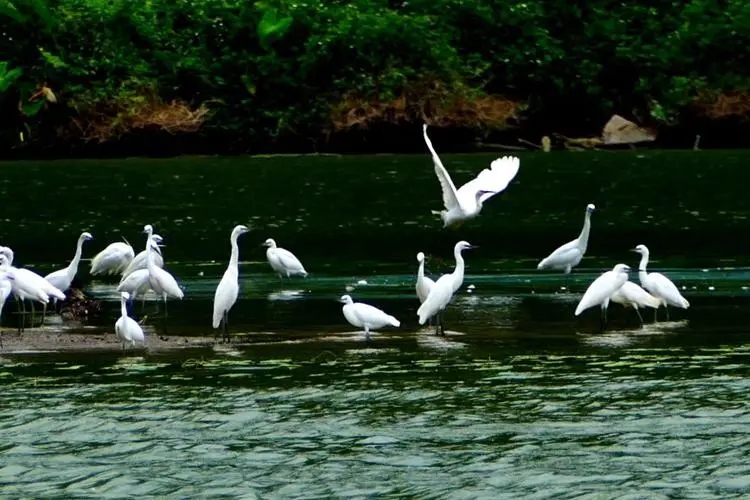 王维十首名诗鸟鸣涧,王维十首最好诗