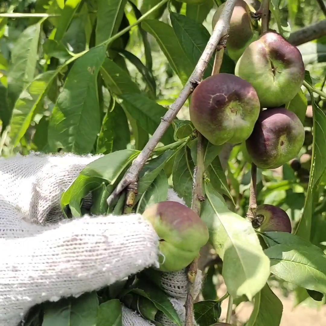 蟠桃为什么会裂果,黄蟠桃裂果严重是怎么回事