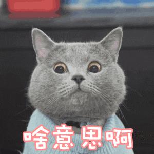 铲屎官感冒了会传染给幼猫吗,铲屎官担心自家猫咪着凉